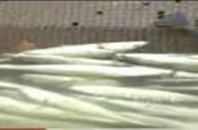 Giá cá lăng sụt giảm mạnh, người nuôi lao đao