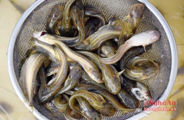 Cá leo thịt thơm ngon, dễ nuôi, dễ thu lãi lớn
