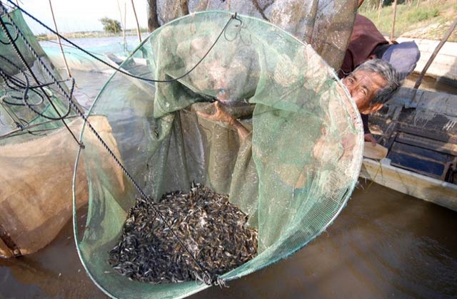 Cá linh non đang về, giá 150.000 đ/kg muốn ăn phải đặt trước