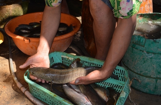 Cá đồng Đất Mũi hút hàng