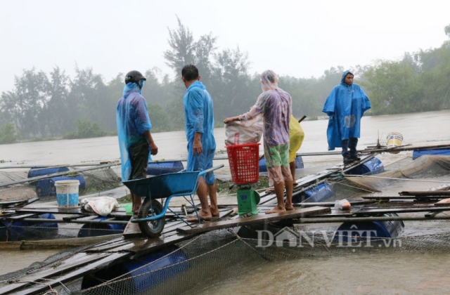 Quảng Nam: Dân nuôi cá lồng bè lao đao vì hồ Phú Ninh xả lũ
