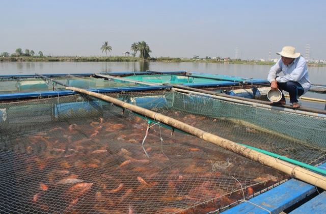 Vì sao nuôi cá lồng lãi cao, nhưng nông dân Đà Nẵng vẫn phập phồng lo lắng?