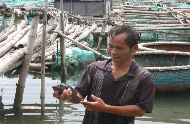 Thủy sản nuôi ở Phú Yên tiếp tục chết