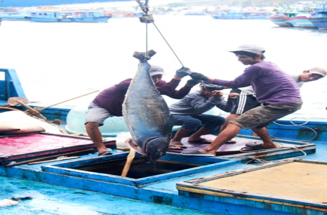 Cá ngừ đại dương rớt giá