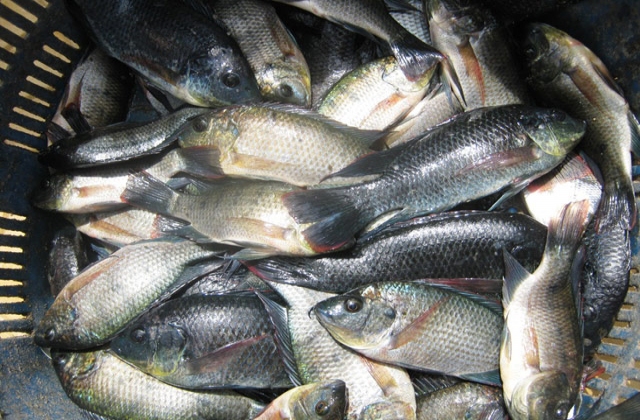 Dân biển tiết lộ