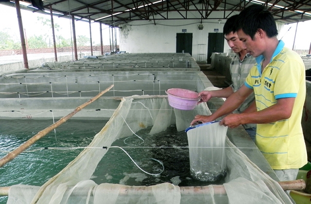 Phát triển thuỷ sản huyện Đầm Hà: Đi lên bền vững từ quy hoạch