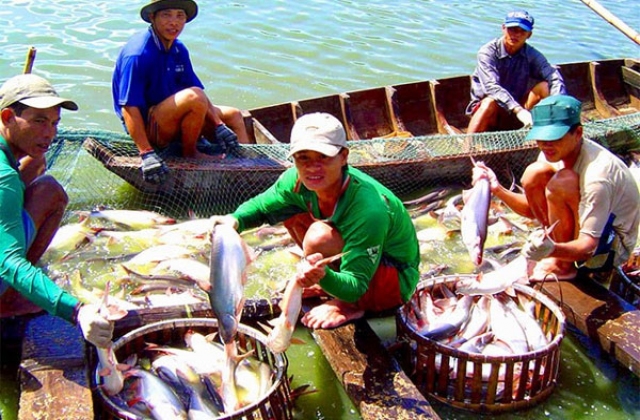 Sắp dừng cho vay chuỗi liên kết dọc cá tra