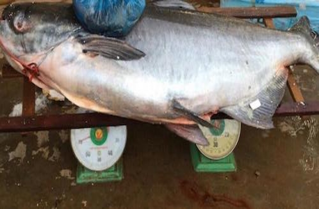 Chi gần nửa tỉ rước