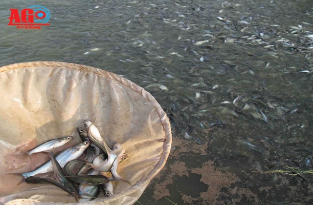 Cần thiết tái cấu trúc ngành cá tra - Kỳ II: Rủi ro luôn rình rập