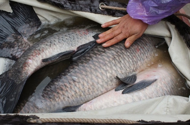 Quảng Ninh: Triển vọng nuôi cá trắm đen bằng thức ăn công nghiệp