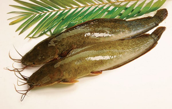 Kỹ thuật nuôi cá trê lai vàng