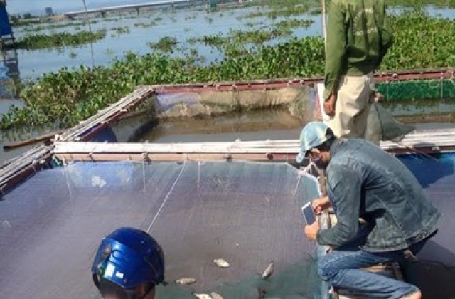 Khóc ngất nhìn cá thu hoạch bỗng chết hàng loạt