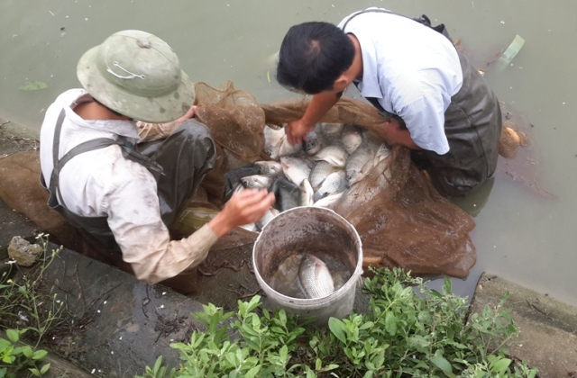 Hà Tĩnh: Nhân rộng mô hình nuôi cá rô phi Cát Phú