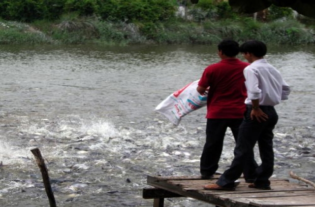 Nông dân nuôi cá tra đã thoát cảnh lỗ