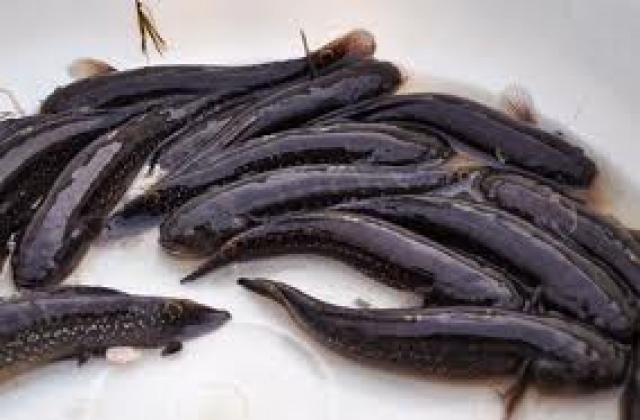 Kỹ thuật nuôi cá bớp trong ao