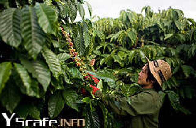 Kỹ thuật trồng Cà Phê Vối (Robusta Coffee)