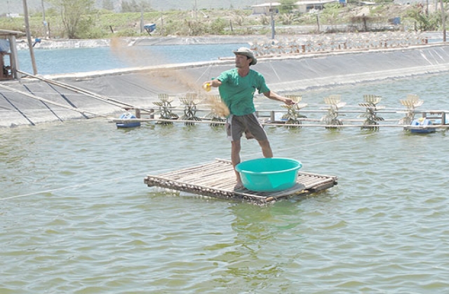 Nuôi trồng thủy sản: Gay go với người nuôi tôm