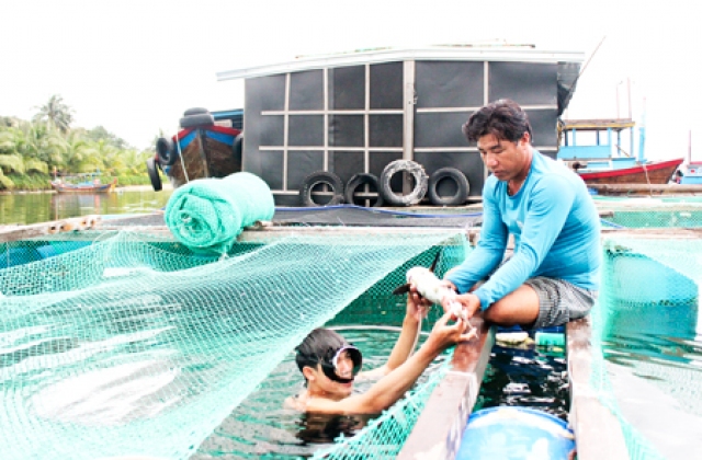 Đầm Môn: Cá bớp chết hàng loạt