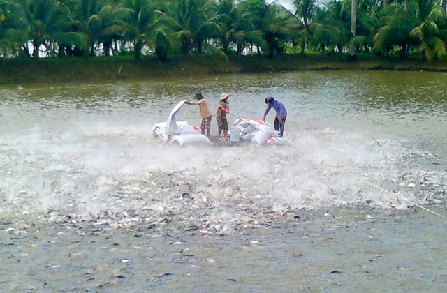 Cá tra vẫn là mặt hàng xuất khẩu có mức tăng trưởng khả quan nhất?