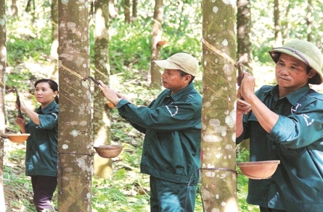Cao su Quảng Nam lấn sân thủy sản
