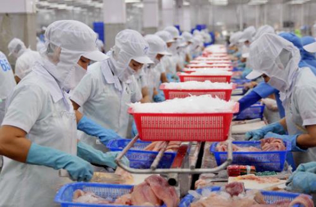 Đã có 60 cơ sở được phép xuất khẩu cá bộ Siluriformes vào Hoa Kỳ