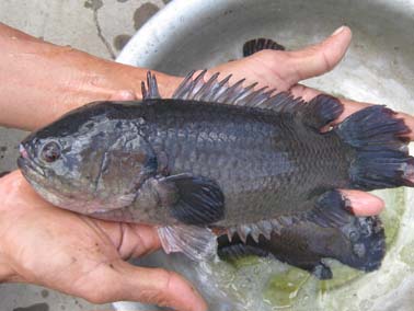 Kỹ thuật nuôi cá rô đầu vuông