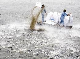 7 điểm nhấn cá tra 2013