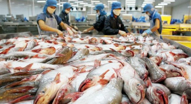 Việt Nam hướng đến xây dựng chuỗi cung ứng cá tra bền vững