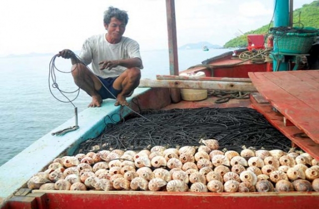 Câu mực bằng vỏ ốc biển