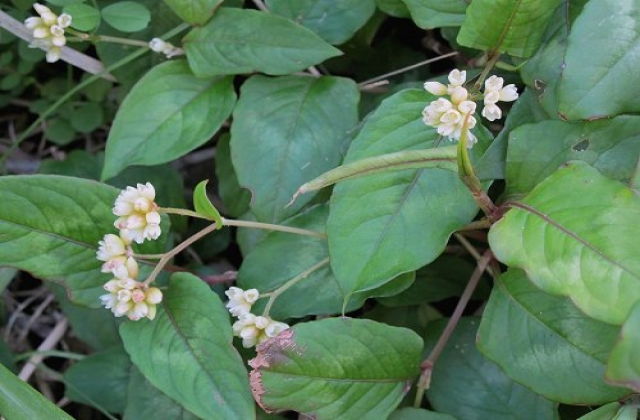 Lá thồm lồm (Polygonum chinense L.) giúp tôm phòng trị bệnh EMS