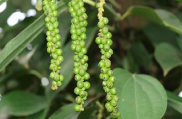Kỹ thuật trồng hồ tiêu trên cây trụ sống