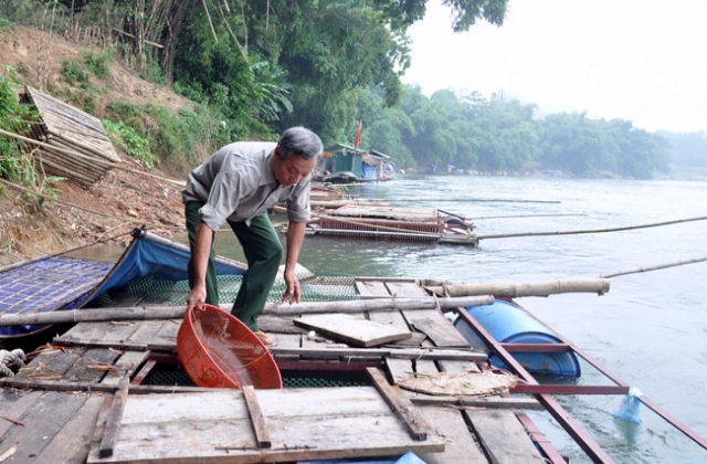 Yên Nguyên phát triển nghề nuôi cá lồng đặc sản