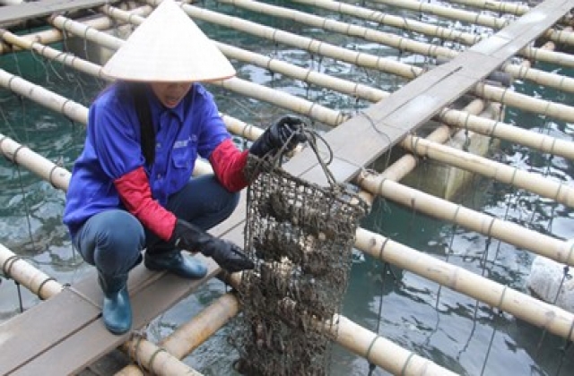 Vào vương quốc ngọc trai