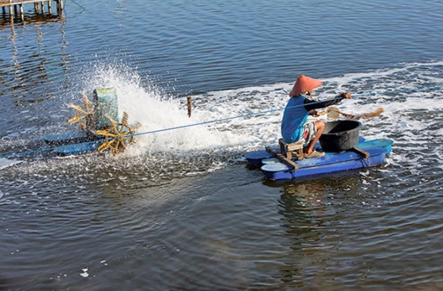 Chất lượng tôm giống