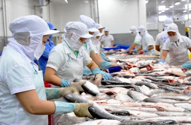 Xuất khẩu cá tra Việt Nam đang chuyển dịch dần dần sang Châu Á