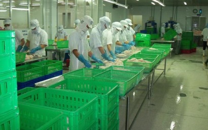 Vùng nuôi cá chẽm Vĩnh Hoàn đạt chứng nhận GlobalGAP