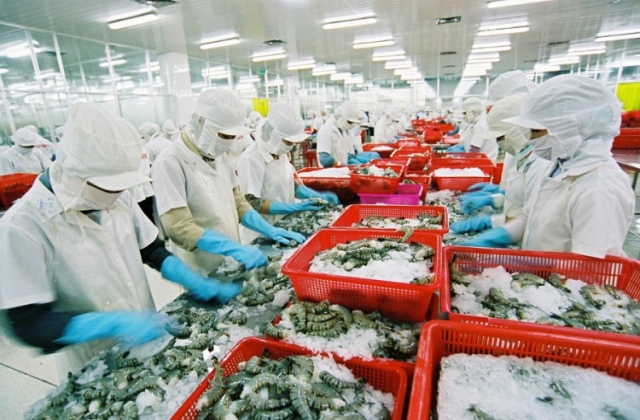 Phải truy xuất nguồn gốc tôm để ngành thủy sản bền vững