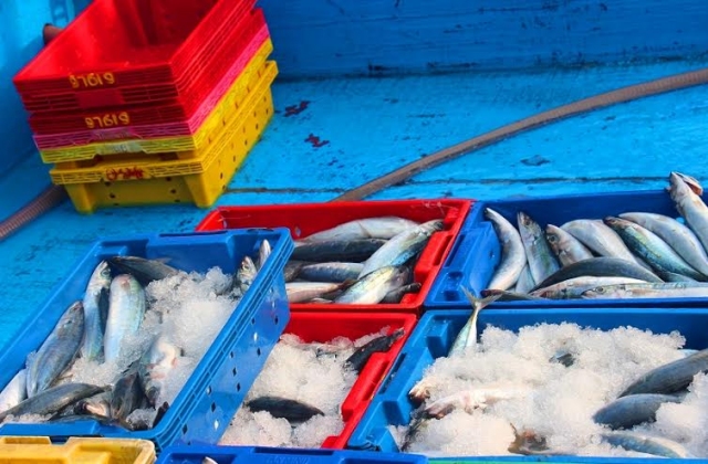 18.000 đồng/ kg cá nục, ngư dân thu về gần nửa tỉ đồng