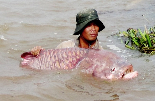 Cá hô