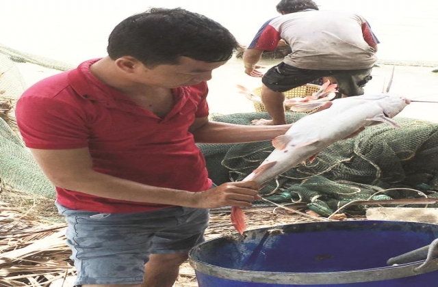 Thu tiền tỷ từ nuôi cá giống lăng nha