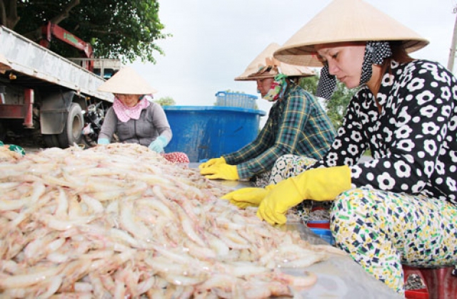 Bến Tre: Nâng cao giá trị nguyên liệu cho tôm biển