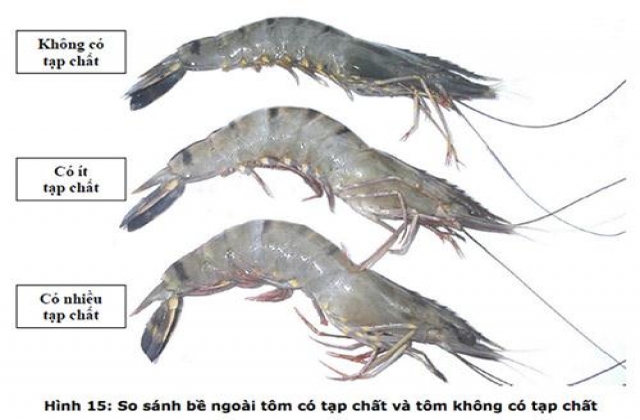 Cách chọn mua tôm không bị bơm tạp chất