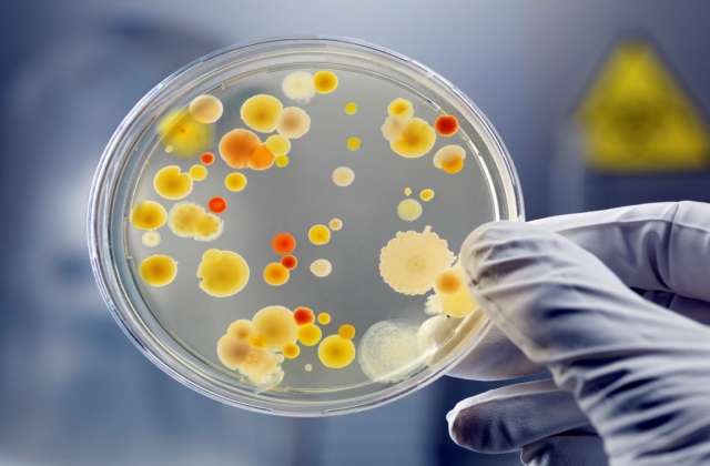 PHẦN I: Các nhóm Vibrio được phân lập trong môi trường nước mặn