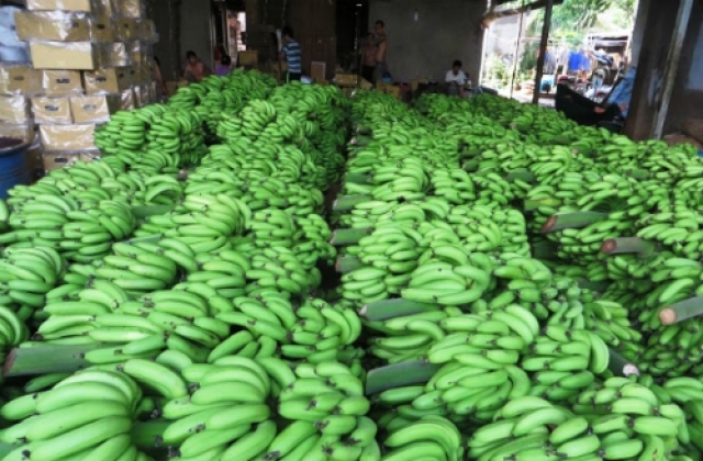 Chuối xuất khẩu tăng giá gấp đôi