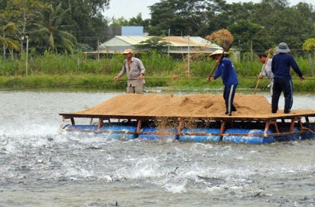 Vỡ mộng vì cá tra: Nắm