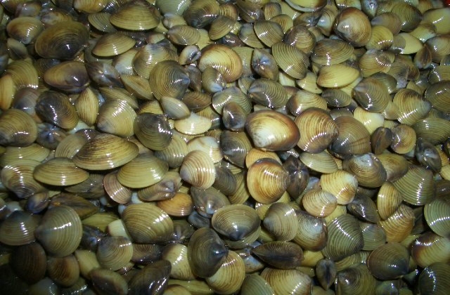 Kiên Giang: Phát hiện bãi hến sản lượng lớn