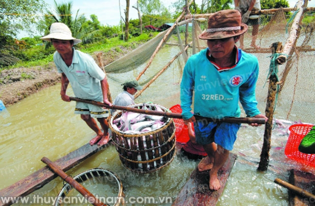 Người nuôi cá tra đòi công bằng