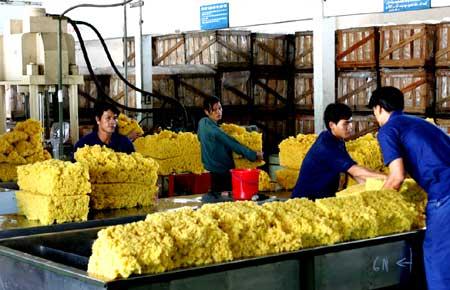 Thị trường XK cao su tiếp tục gặp khó