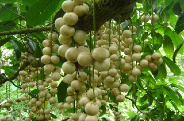 Phát triển đặc sản dâu Hạ Châu