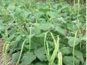 Kỹ Thuật Trồng Đậu Đũa Lùn